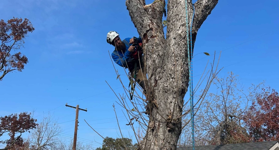 Tree Removal Services